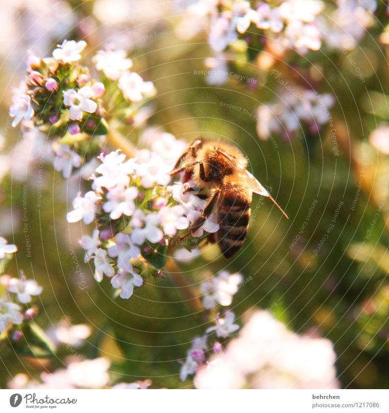 butterfly;) Nature Plant Animal Spring Summer Beautiful weather Leaf Blossom Herbs and spices Marjoram Thyme Oregano Garden Park Meadow Wild animal Bee Wing 1