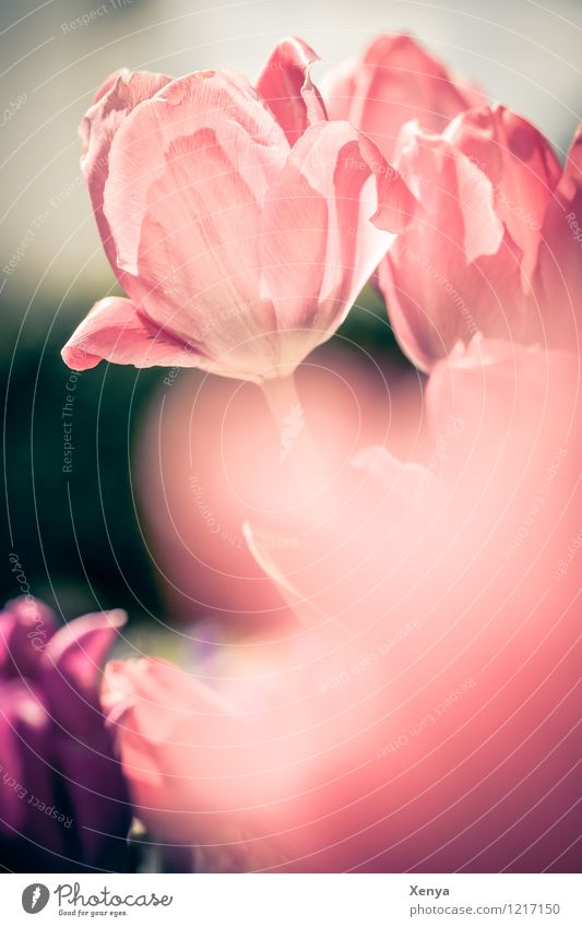 tulips Environment Nature Plant flowers Tulip bleed Blossoming Red Back-light spring Sun Exterior shot Deserted Copy Space bottom Day Shallow depth of field