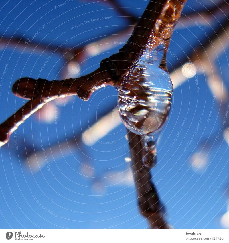 ice drop Tree Winter Branch Drops of water Ice Snow Sky Blue