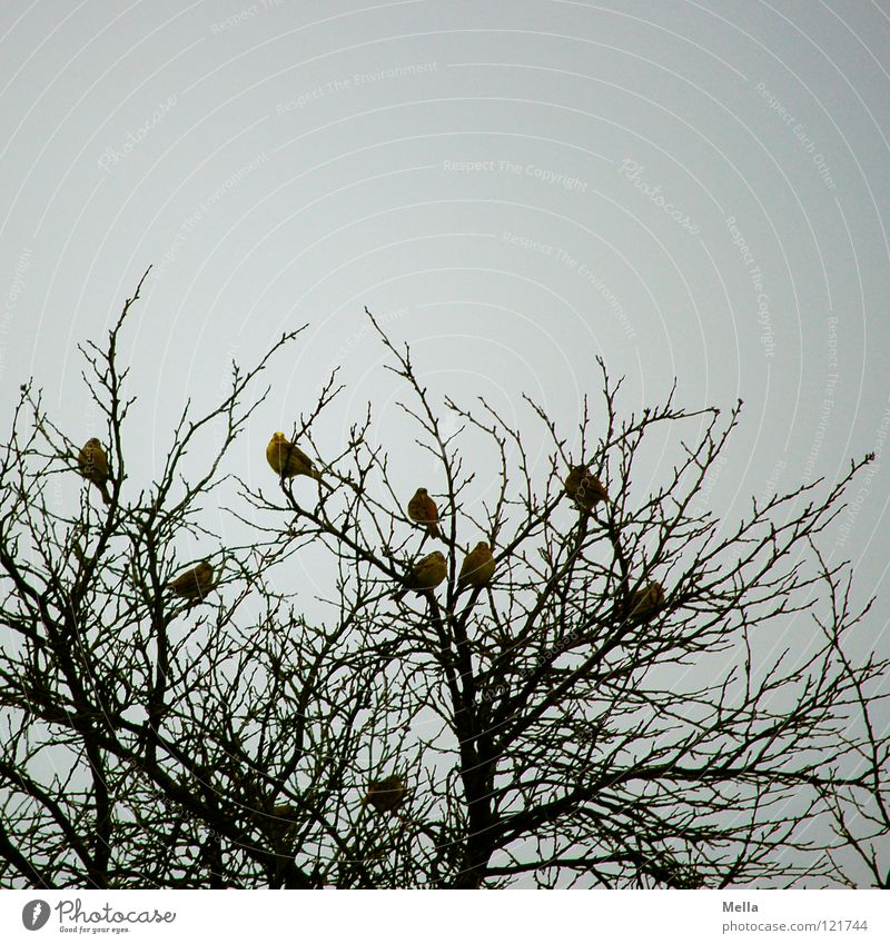 Finch winter III Bird Flock of birds Winter Winter activities Tree Treetop Empty Multiple Crouch Together Society Attachment Joint residence Bird's eggs Nest