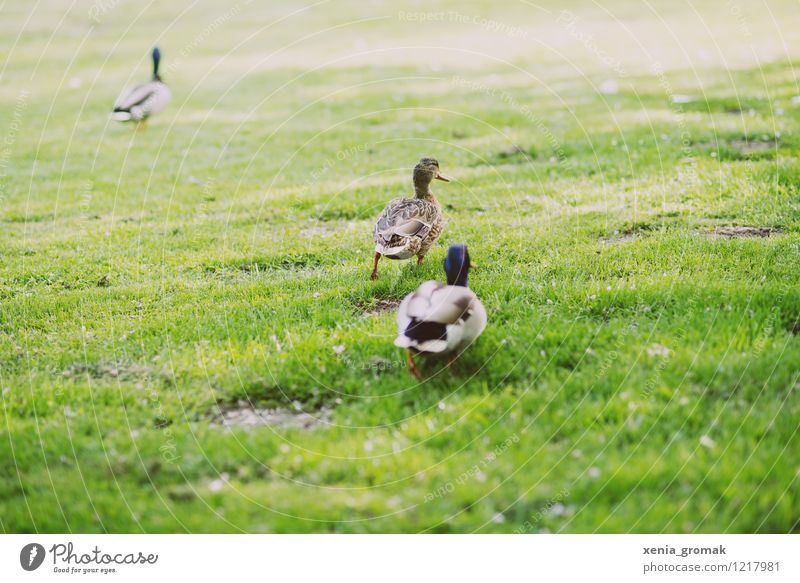 pair of ducks Calm Leisure and hobbies Playing Trip Adventure Freedom Summer Summer vacation Animal Wild animal Bird 3 Pair of animals Running Green Nature