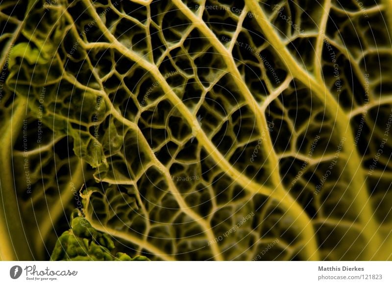 savoy cabbage Savoy cabbage Cabbage Grid Delicious Green Summer Brassica Oleracea Milkwort family Beautiful Delicate Meal Lunch Culinary Dinner Side dish