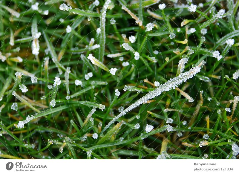 The remains of winter Ice Winter Cold Grass Frozen Freeze Blade of grass Glittering December November January February Hoar frost Green Morning Meadow Frost