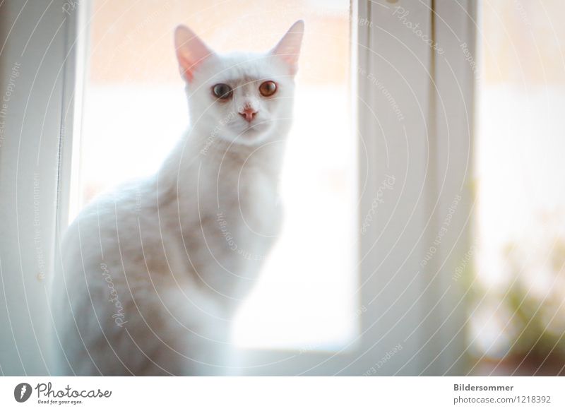 Eyes of Sky and Sand Window Animal Pet Cat 1 Observe Looking Sit Esthetic Exceptional Bright Gray White Trust Love of animals Albino Pelt W gene Gene Genetics