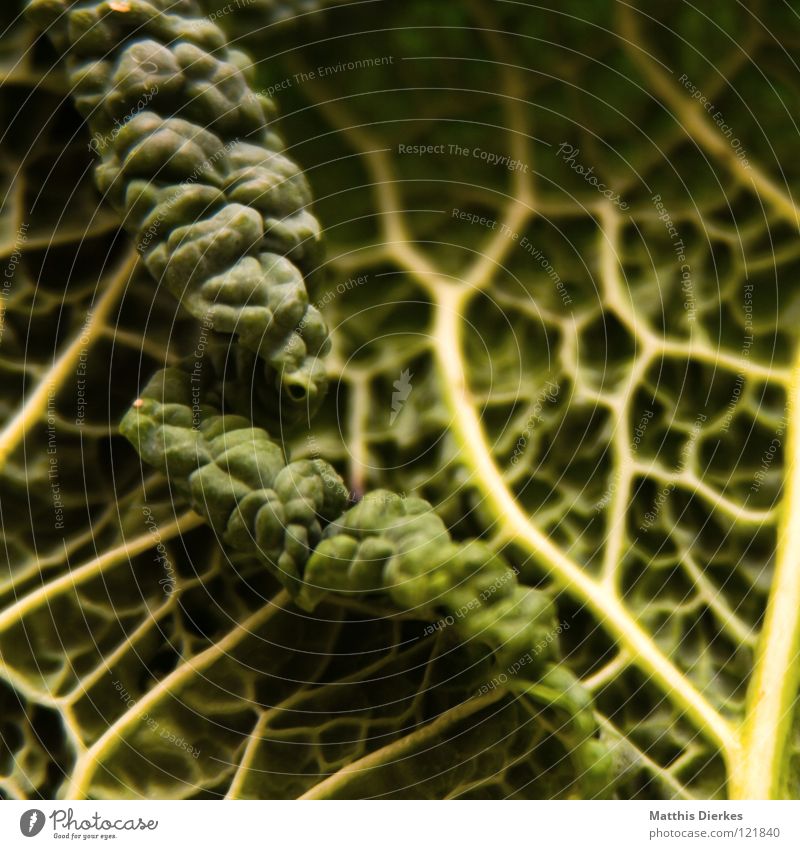 Savoy cabbage II Cabbage Grid Delicious Green Summer Brassica Oleracea Milkwort family Beautiful Delicate Meal Lunch Culinary Dinner Side dish Vitamin Stew