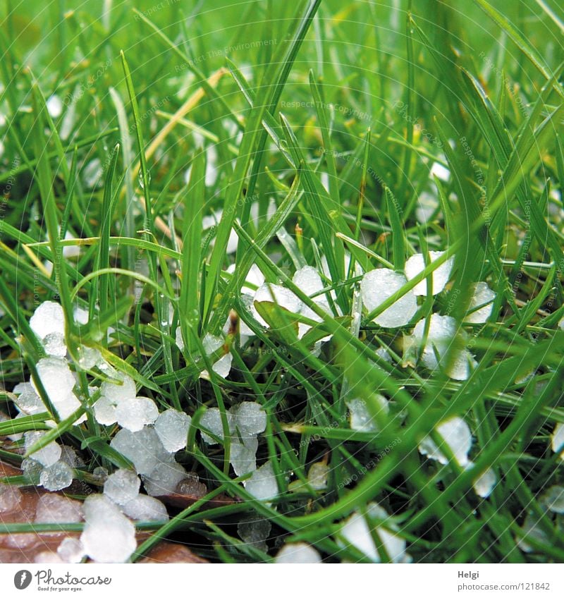 hail it.... Storm Ice Freeze Frozen Grass Meadow Blade of grass Multiple Small Large Long Thin Green Bright green Dark green White Plant Transience