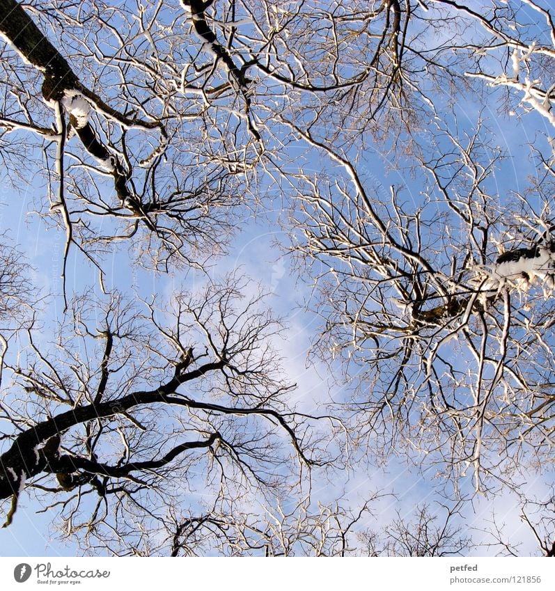 aste Tree Winter Worm's-eye view Forest To go for a walk Leisure and hobbies Clouds White Brown Blue Sky Tall Upward Branch Twig Tree trunk Nature