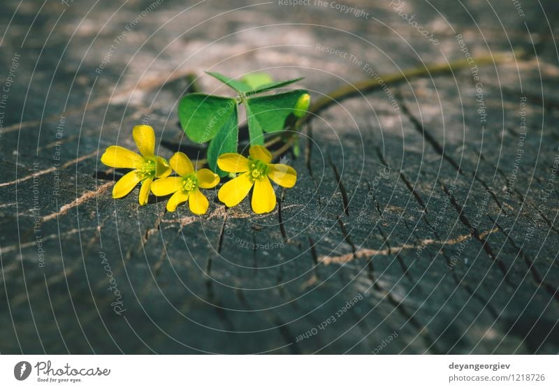 Small yellow flowers Beautiful Summer Table Nature Plant Tree Flower Leaf Blossom Old Natural Wild Yellow White wood background spring wooden Consistency wort