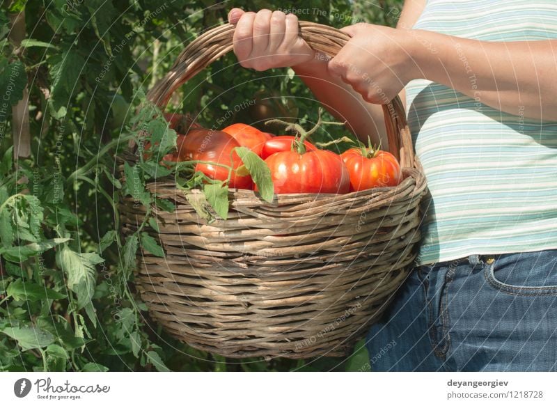 Picking tomatoes in basket Vegetable Fruit Vegetarian diet Lifestyle Summer Garden Gardening Human being Woman Adults Hand Nature Plant Fresh Natural Green Red