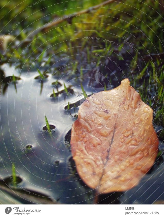 Mourning for last autumn Leaf Tree Plant Red Brown Green Yellow Autumn September October Seasons Transience Marsh Surface Mirror Wet Mud Meadow Puddle Grief