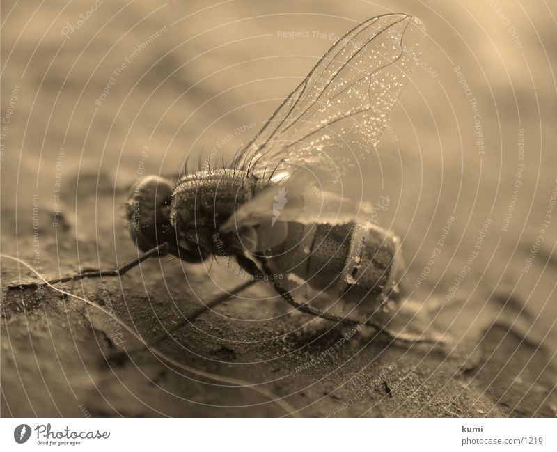 Fly Body Number 1 Insect Transport Morbid Death Macro (Extreme close-up) Sepia