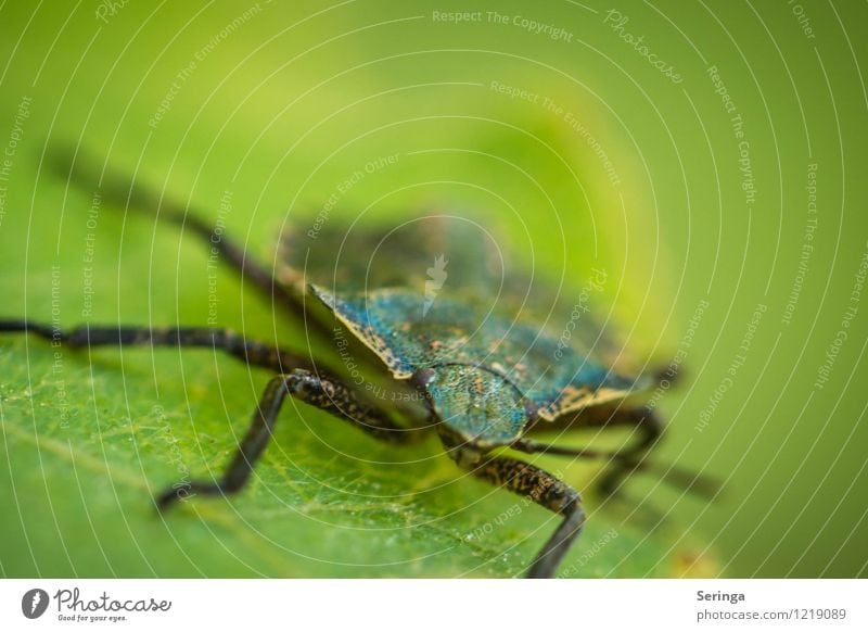 bug Animal Beetle Animal face Flying To feed Crawl Bug Day Sunlight Blur Motion blur Central perspective Portrait photograph Animal portrait Front view Forward