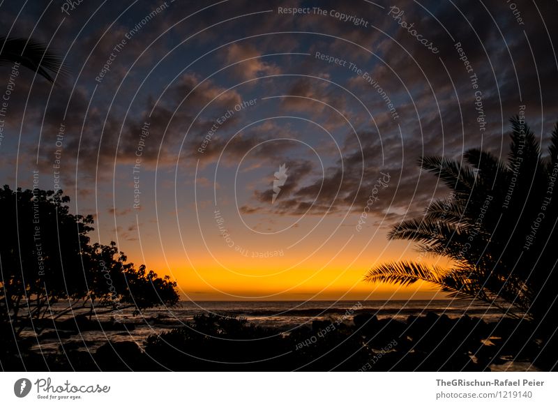 mood Nature Landscape Coast Gray Orange Black Palm tree Palm beach Mauritius Sunset Moody Ambience Clouds Horizon Ocean Relaxation Vacation & Travel Tree Beach