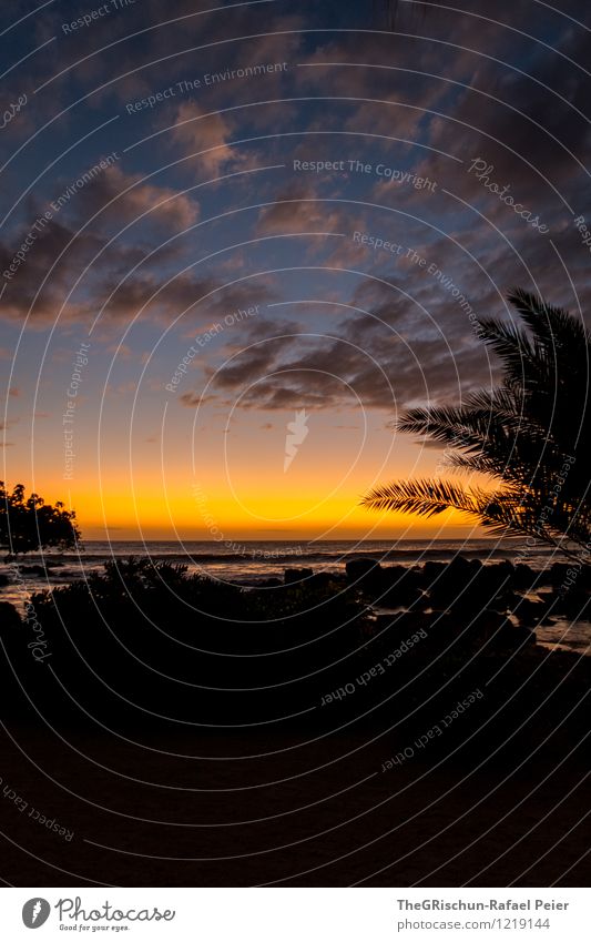 mood Environment Nature Landscape Beautiful weather Coast Beach Blue Yellow Gold Gray Orange Black Palm tree Palm beach Clouds Sunset Moody Ambience Relaxation