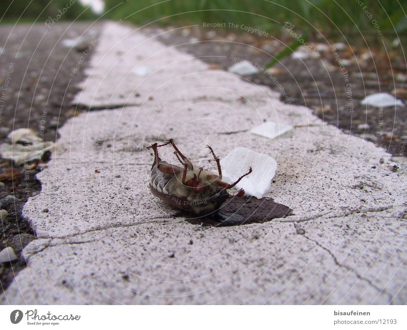 Death to the cockchafer May bug Insect Stripe Blossom leave Kill Animal Beetle Poison Street Lanes & trails