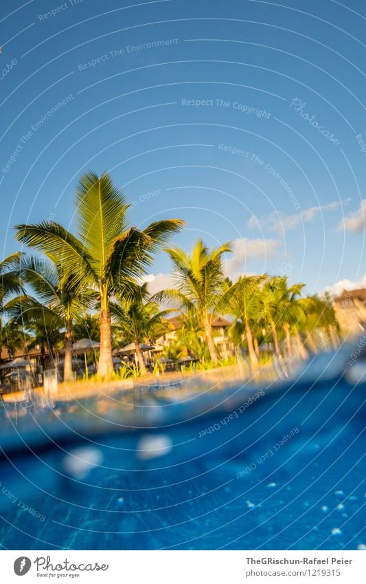 Pool Party II Exotic Blue Brown Yellow Gold Green Black White Palm tree Swimming pool Swimming & Bathing Waves Agitated Water Underwater photo Underwater camera