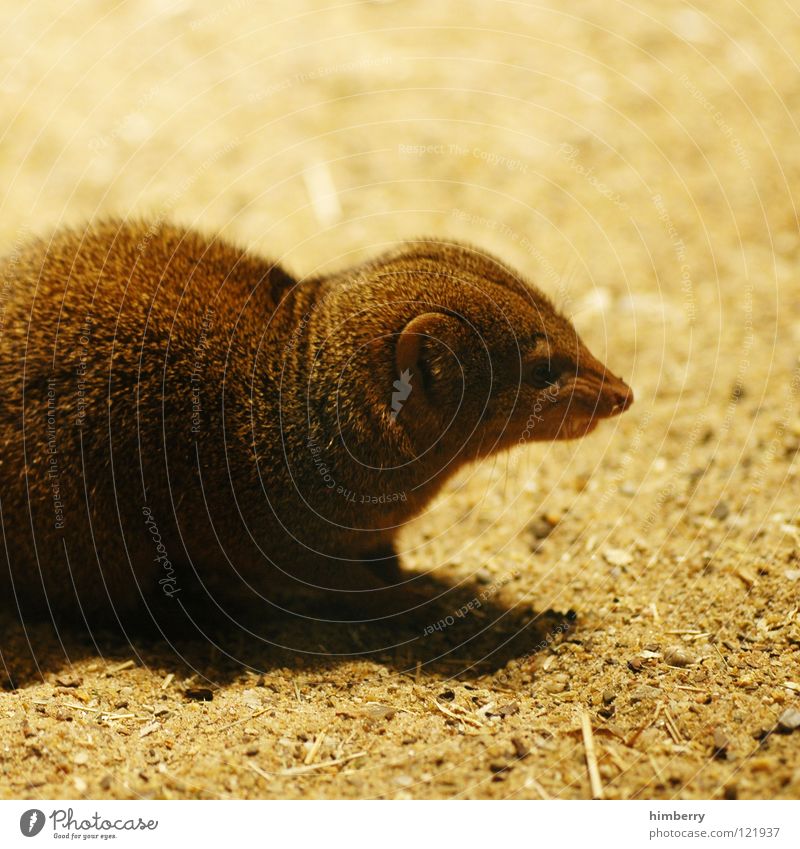 howard carpendale Animal Zoo Rodent Pelt Mammal Watchfulness Hunter Desert Sand Hunting mungo