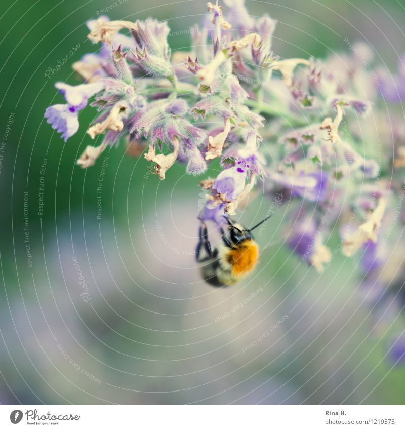 refresh Summer Flower Blossom Insect Bumble bee 1 Animal Blossoming Eating Faded Authentic catnip Hang Colour photo Exterior shot Deserted Copy Space bottom