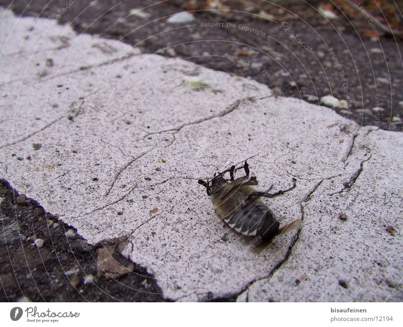 Death of a cockchafer May bug Insect Bow Street Poison Pests Beetle dead