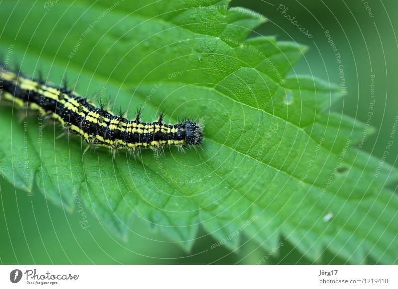 caterpillar Nature Plant Animal Leaf Foliage plant Wild plant Stinging nettle Wild animal Caterpillar 1 Green Colour photo Exterior shot Close-up Detail