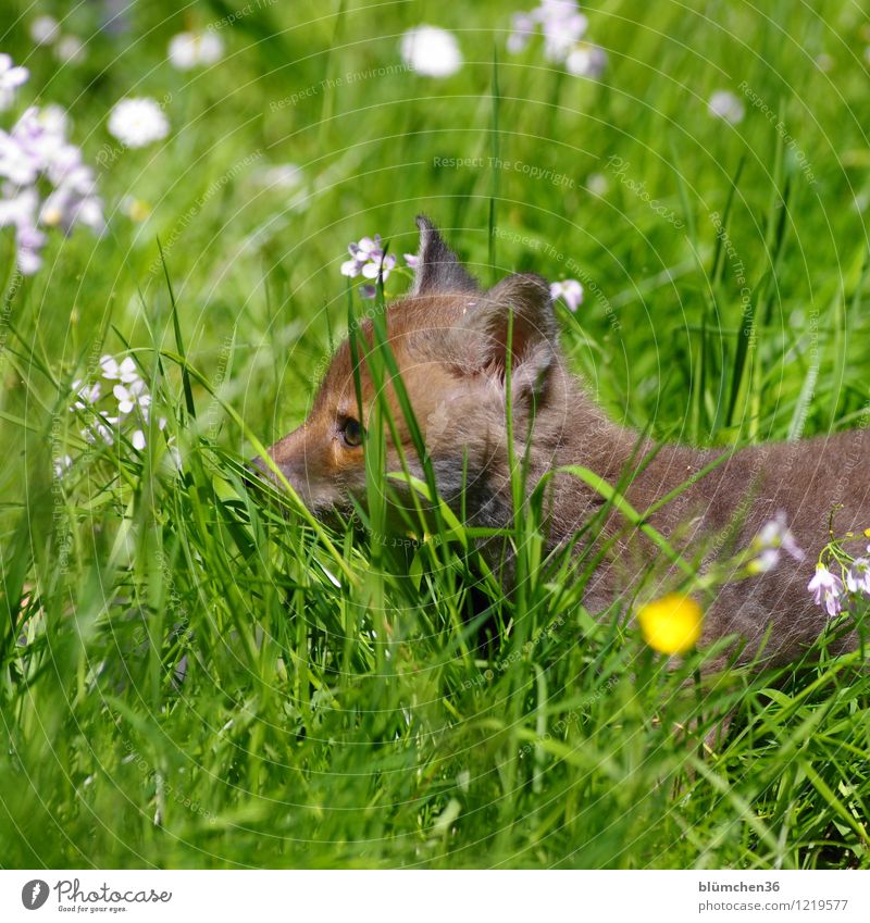 On a reconnaissance tour Animal Wild animal Animal face Fox Land-based carnivore Baby animal Head Eyes Ear Pelt Mammal Observe Movement Discover Hunting Brash