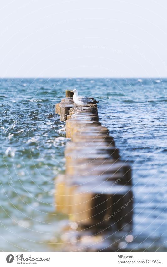 glow Environment Nature Beautiful weather Animal 1 Bright Seagull Baltic Sea Rügen Ocean Horizon Bird Colour photo Exterior shot Deserted Day