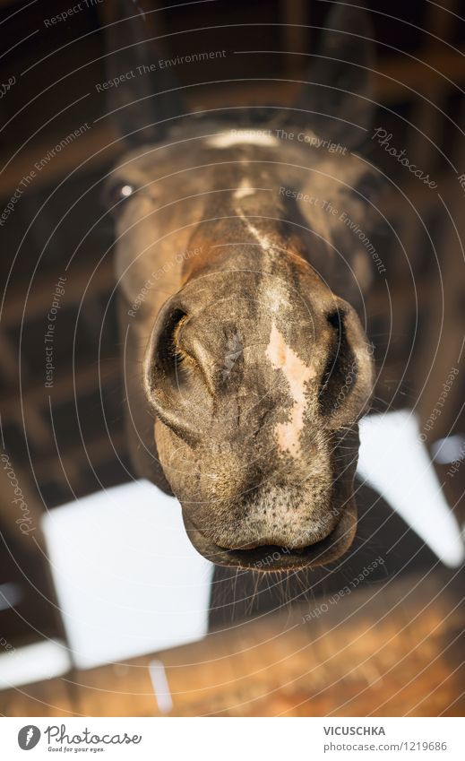 A beautiful trunk Lifestyle Leisure and hobbies Ride Animal Horse 1 Love Nature Horse's head Humor Funny Nose Beg Animal portrait Barn Beautiful Colour photo