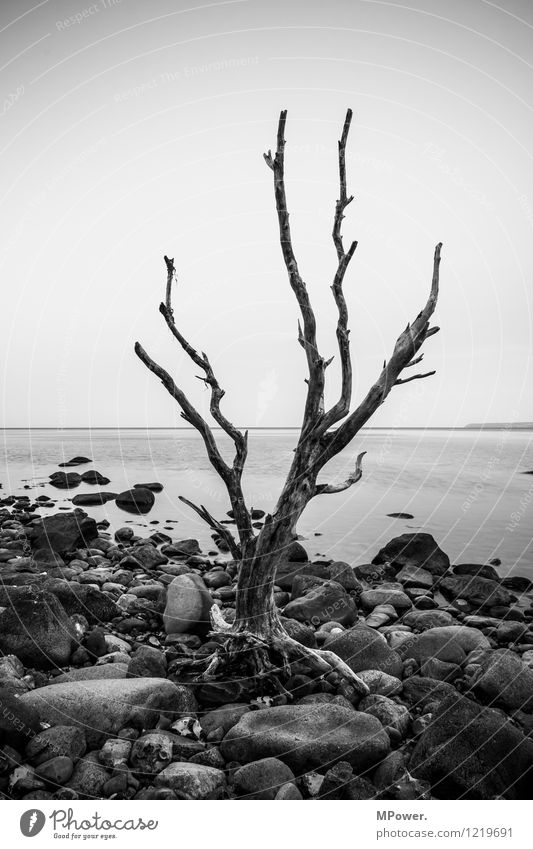 alone at kaparkon Environment Nature Water Old Tree trunk Driftwood Coast Cap Arcona Rügen Horizon Stony Stone Calm Gloomy Sparse Shriveled Landscape painting