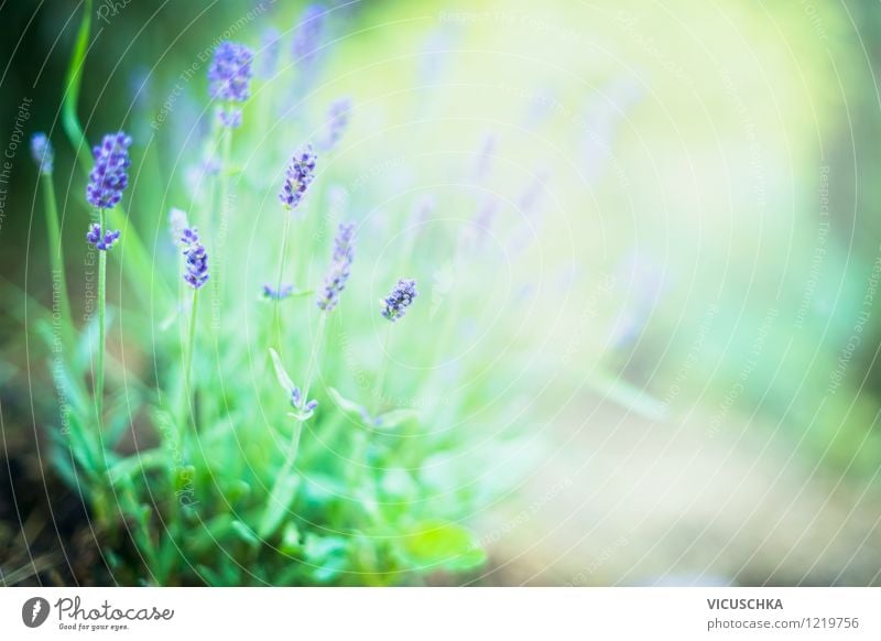 Lavender in the garden Design Alternative medicine Summer Garden Nature Plant Autumn Beautiful weather Leaf Blossom Wild plant Park Bouquet Soft Fragrance