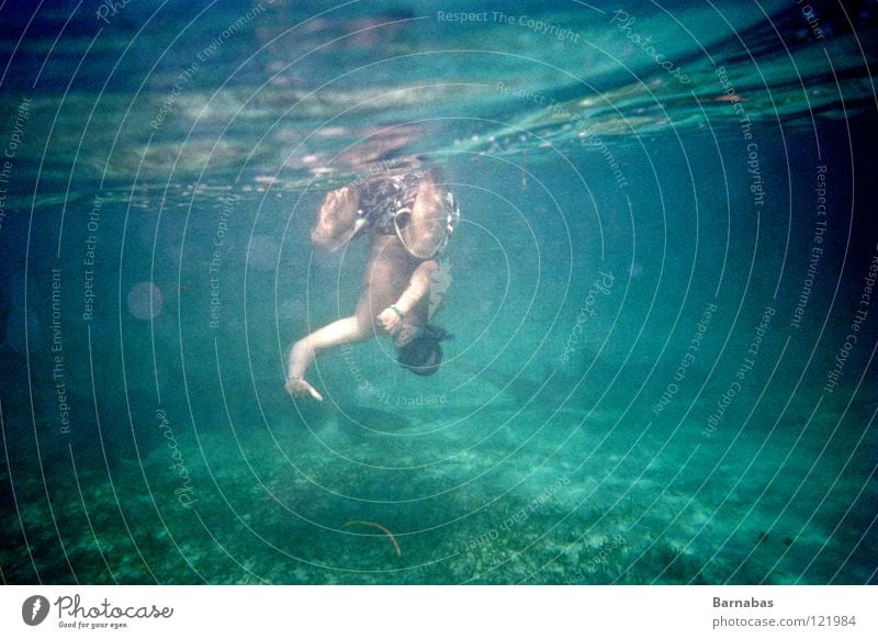 feeding time Underwater photo Ocean Snorkeling Lomography shark Water sea fish diving marinarium