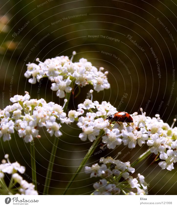 hover on clouds Spring Ladybird Insect Summer Blossom Small White Good luck charm Physics Nature Warmth