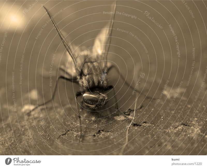 Fly Body Number 2 Insect Transport Morbid Death Macro (Extreme close-up) Sepia bow