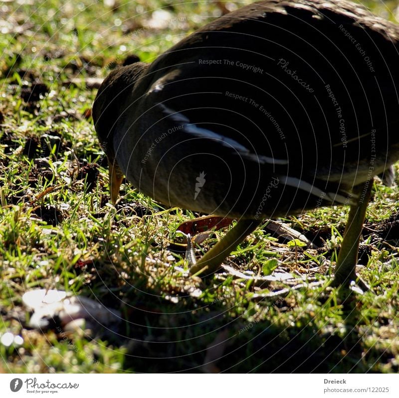 Water Rail at work Bird Goose Drake Plumed Beak Green Brown Red Yellow White Animal Meadow Grass Waddle Brook Lake Pond Dive Pond Rail Duck Feather