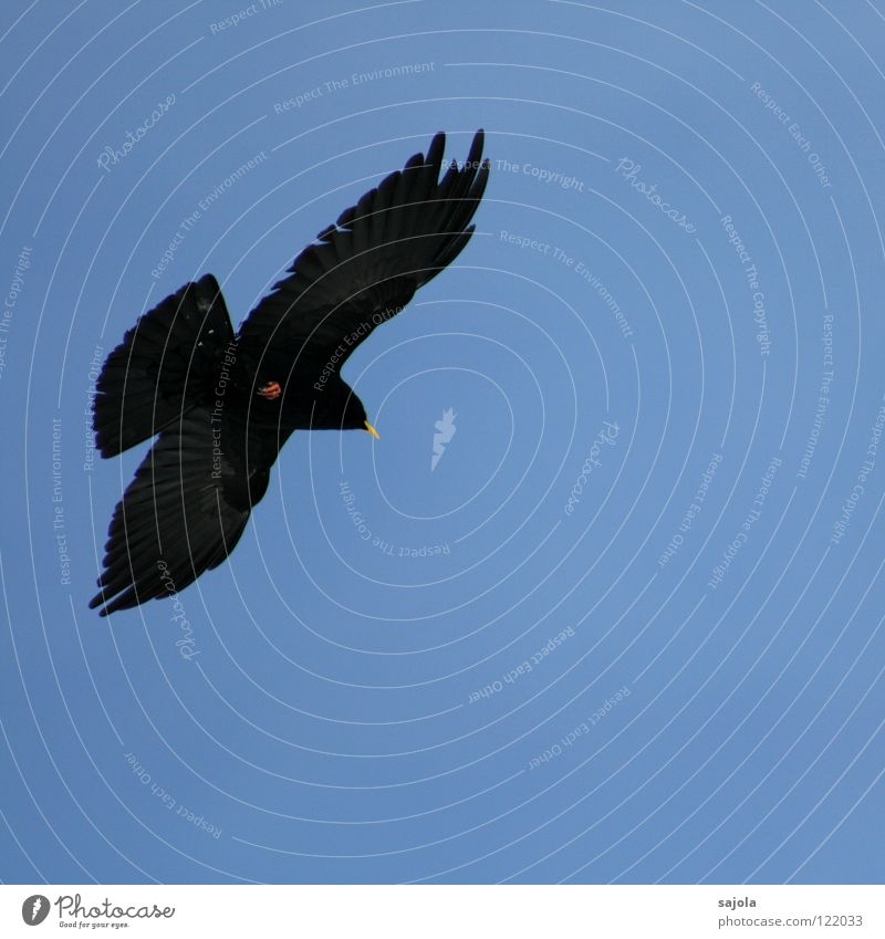 alpendohle II Freedom Animal Bird Wing 1 Flying Black Movement Mobility Jackdaw Beak Feather Switzerland Colour photo Subdued colour Exterior shot