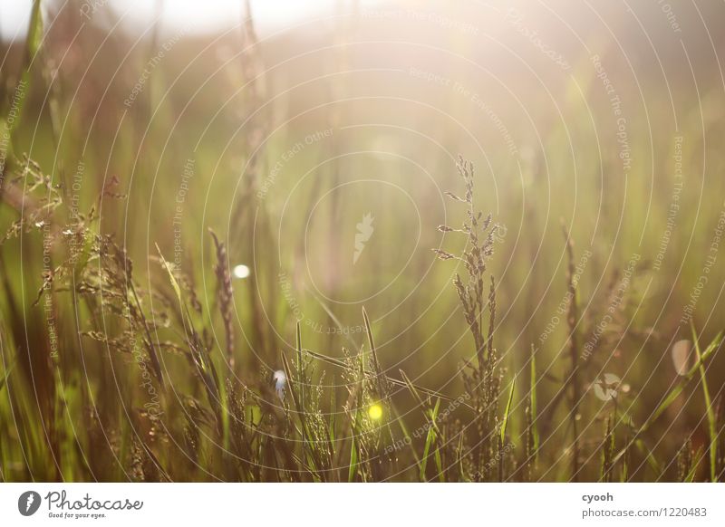 lush June meadows Nature Landscape Summer Beautiful weather Plant Grass Meadow Growth Fresh Hot Bright Juicy Green Contentment Energy Freedom Serene Idyll