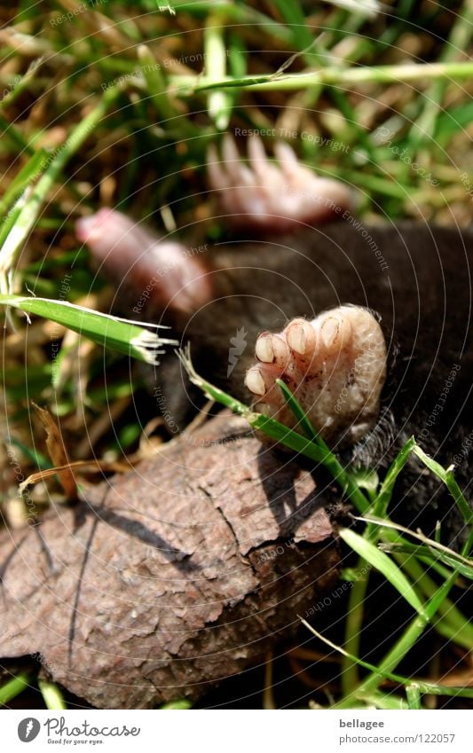 what he is dreaming ... if he is still dreaming ... Mole At the back Paw Grass Animal Accident Blind Topple over Sleep Motionless Transience Death