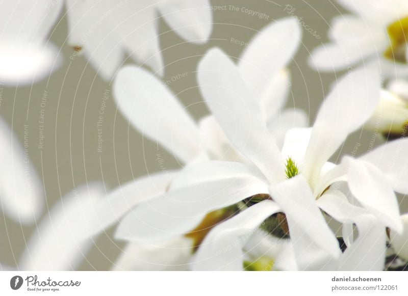 magnolias White Magnolia plants Plant Tree Monochrome Light Background picture Blossom Blossom leave Macro (Extreme close-up) Close-up Bright