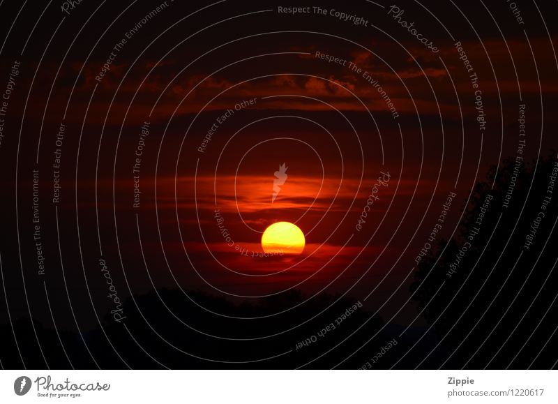 Lion King Nature Sky Clouds Sun Sunrise Sunset Sunlight Beautiful weather Relaxation To enjoy Illuminate Dream Infinity Natural Warmth Yellow Orange Red Black