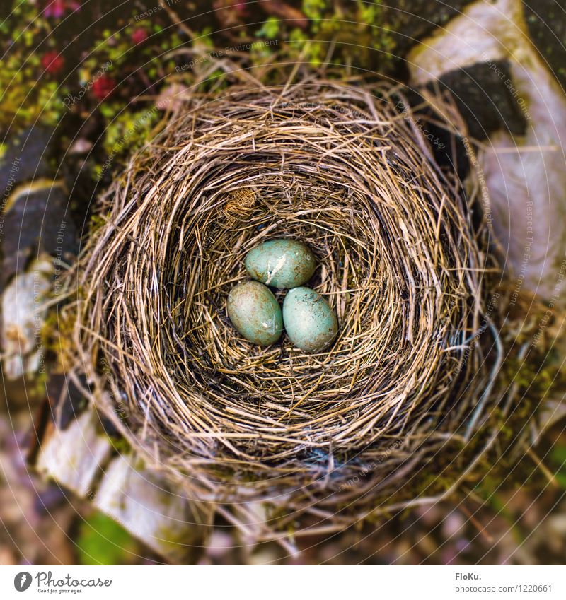 nest Environment Nature Animal Grass Moss Dead animal Bird Baby animal Emotions Sadness Grief Nest Nest-building Egg Blackbird Straw Insubstantial Turquoise