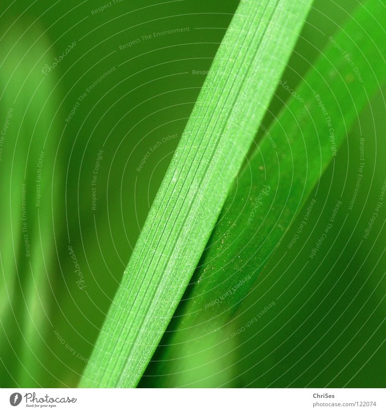 Together : Grassgrün_05 Green Blade of grass Stalk Sprout Plant One of many Small Reduce Field Loneliness Growth Blur Spring Spring fever Meadow Northern Forest