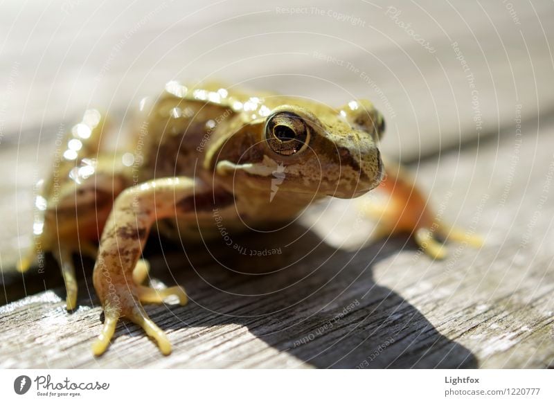 Whoop-daisy, whoop-daisy! Animal Frog Drop Globe Brown Love of animals Threat Worm's-eye view Nature Nature reserve Jump Amphibian eyes Insect destroyer