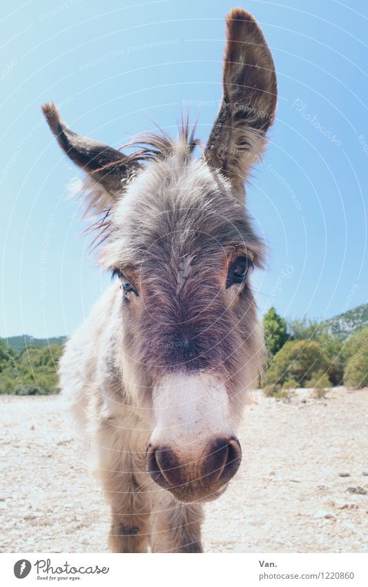 IA Nature Animal Sky Summer Plant Tree Bushes Farm animal Animal face Donkey 1 Curiosity Gray Colour photo Multicoloured Exterior shot Deserted Animal portrait