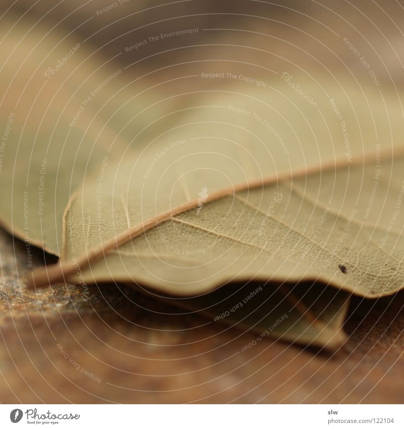 laurel leaf Delicious Herbs and spices Production Cooking Nutrition Sense of taste Refine Leaf Tree Olive Green Dry Bay leaf Macro (Extreme close-up) Close-up