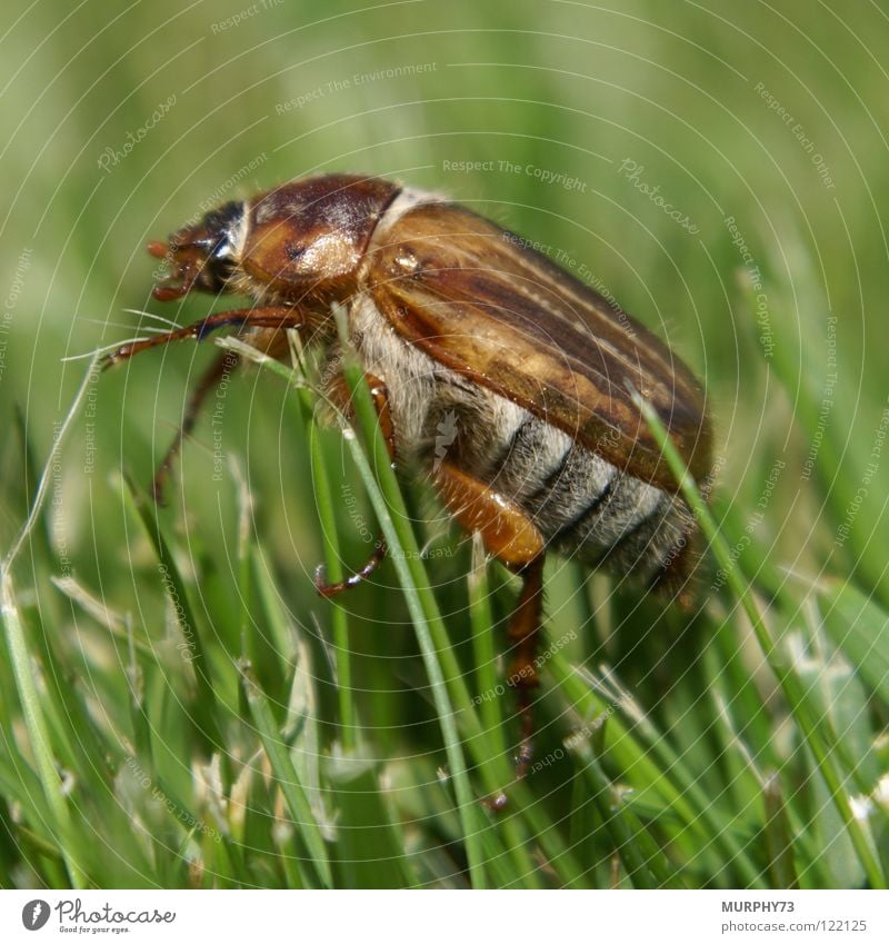 June beetle in the lawn Grass Blade of grass Insect Macro (Extreme close-up) Dark brown Light brown Gray White Green Summer Close-up Beetle Lawn