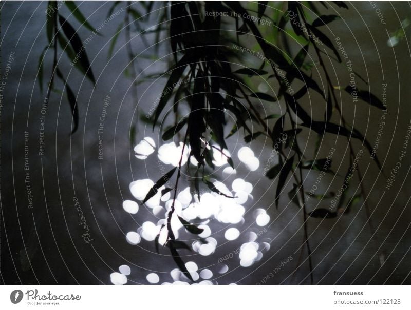 DAYDREAMING Light Tree Leaf Hang Weeping willow reflection Water Pasture Twig