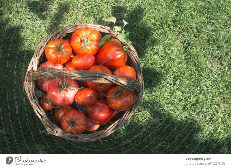 Tomatoes in wooden basket on green meadow Vegetable Fruit Eating Vegetarian diet Diet Summer Sun Garden Cook Group Nature Plant Leaf Fresh Large Natural Juicy