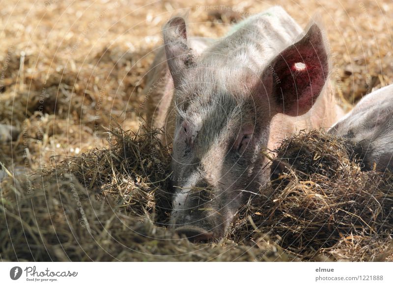 siesta Swine Pigs 1 Animal Good luck charm Piercing To enjoy Lie Sleep Dirty Happy Sustainability Pink Thrifty Indifferent Contentment Fatigue Relaxation Serene