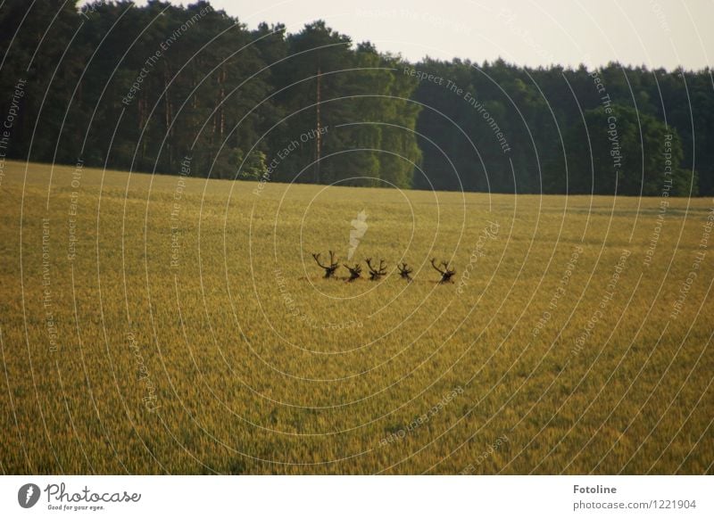 Which way? Environment Nature Landscape Plant Animal Sky Cloudless sky Summer Agricultural crop Field Forest Wild animal Pack Free Natural Fallow deer Deer