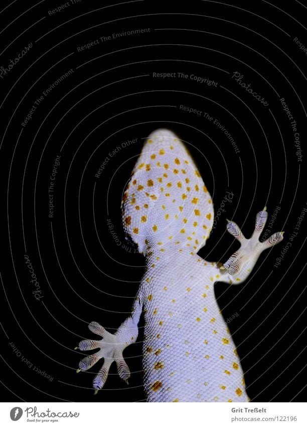 tokee Reptiles Terrarium White Yellow Black Zoo Point sticking reptile zoo