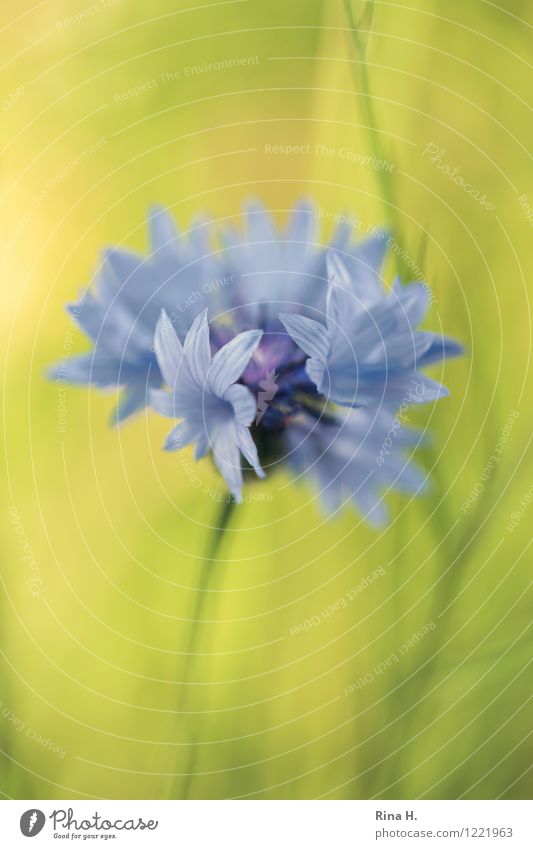 Cornflower pale Summer Flower Wild plant Natural Meadow flower Colour photo Exterior shot Close-up Copy Space top Copy Space bottom Shallow depth of field